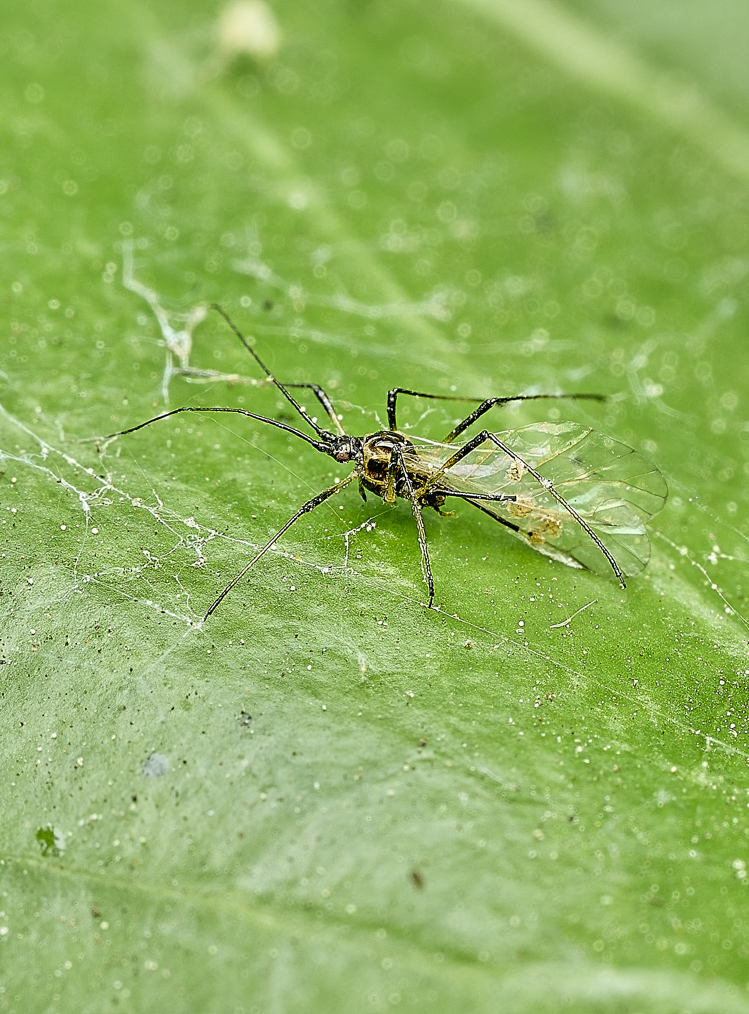 BeestonIvyAphid010626-2