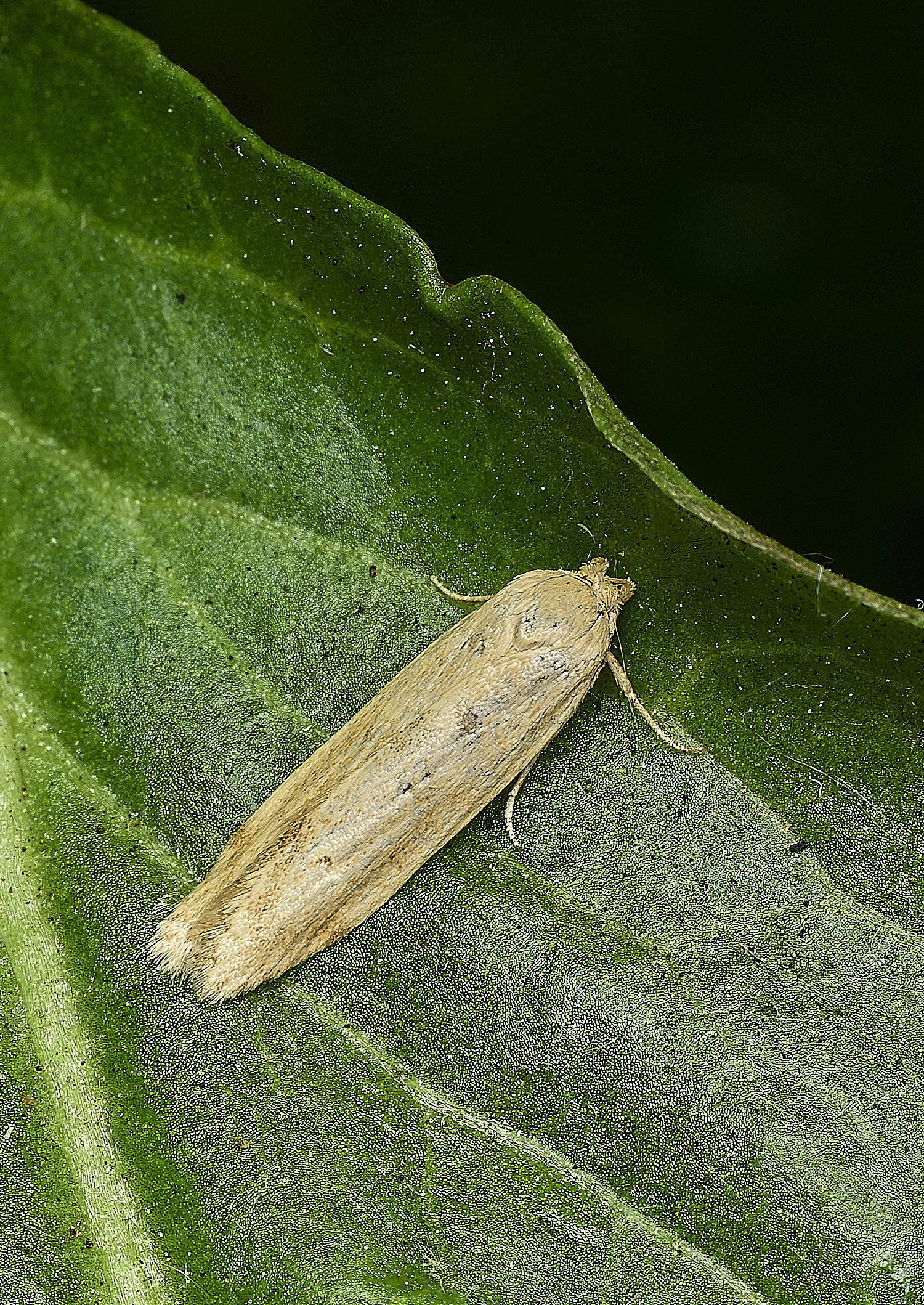 BeestonMothSp010626-1