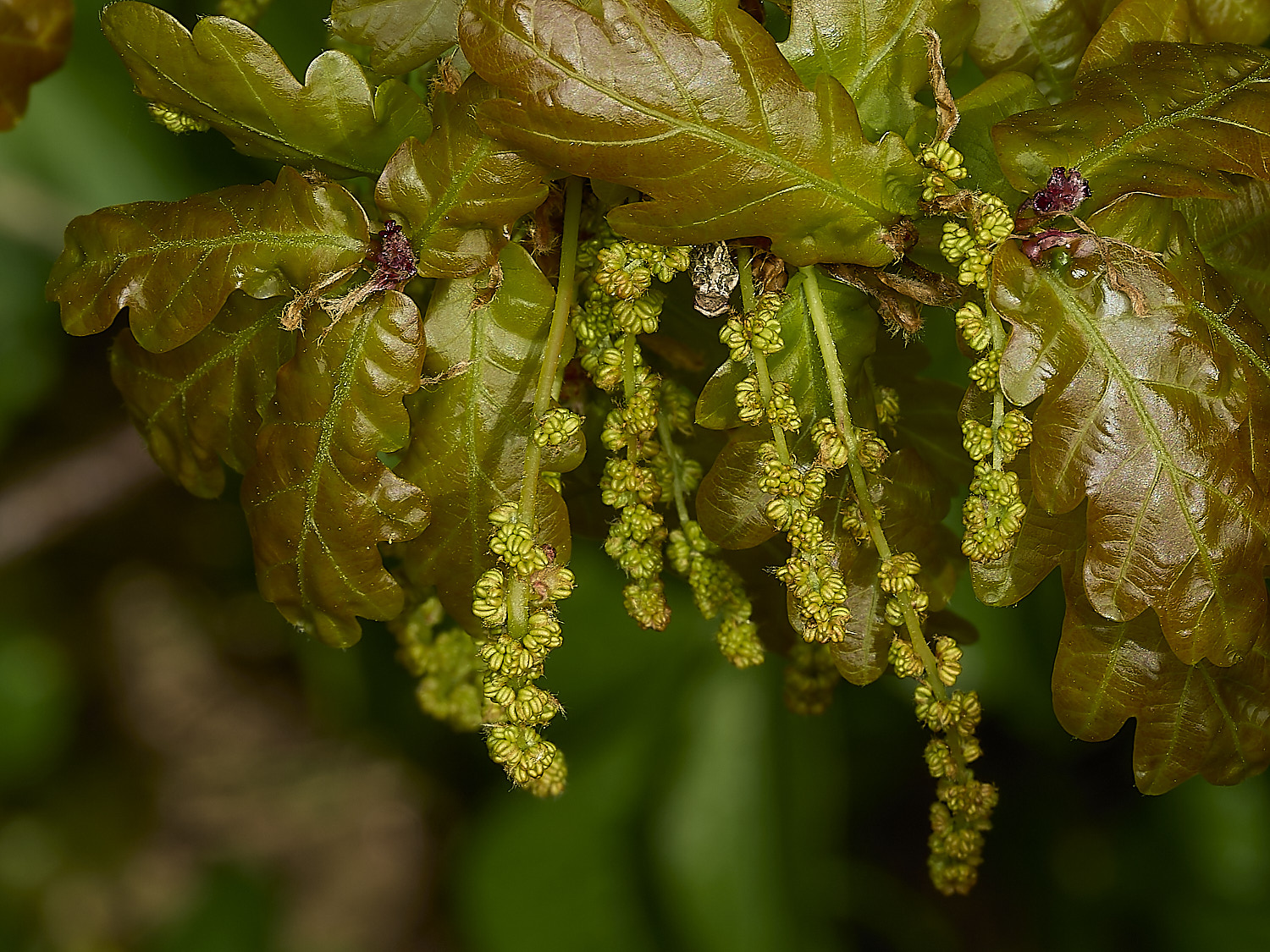 BeestonOak250426-1