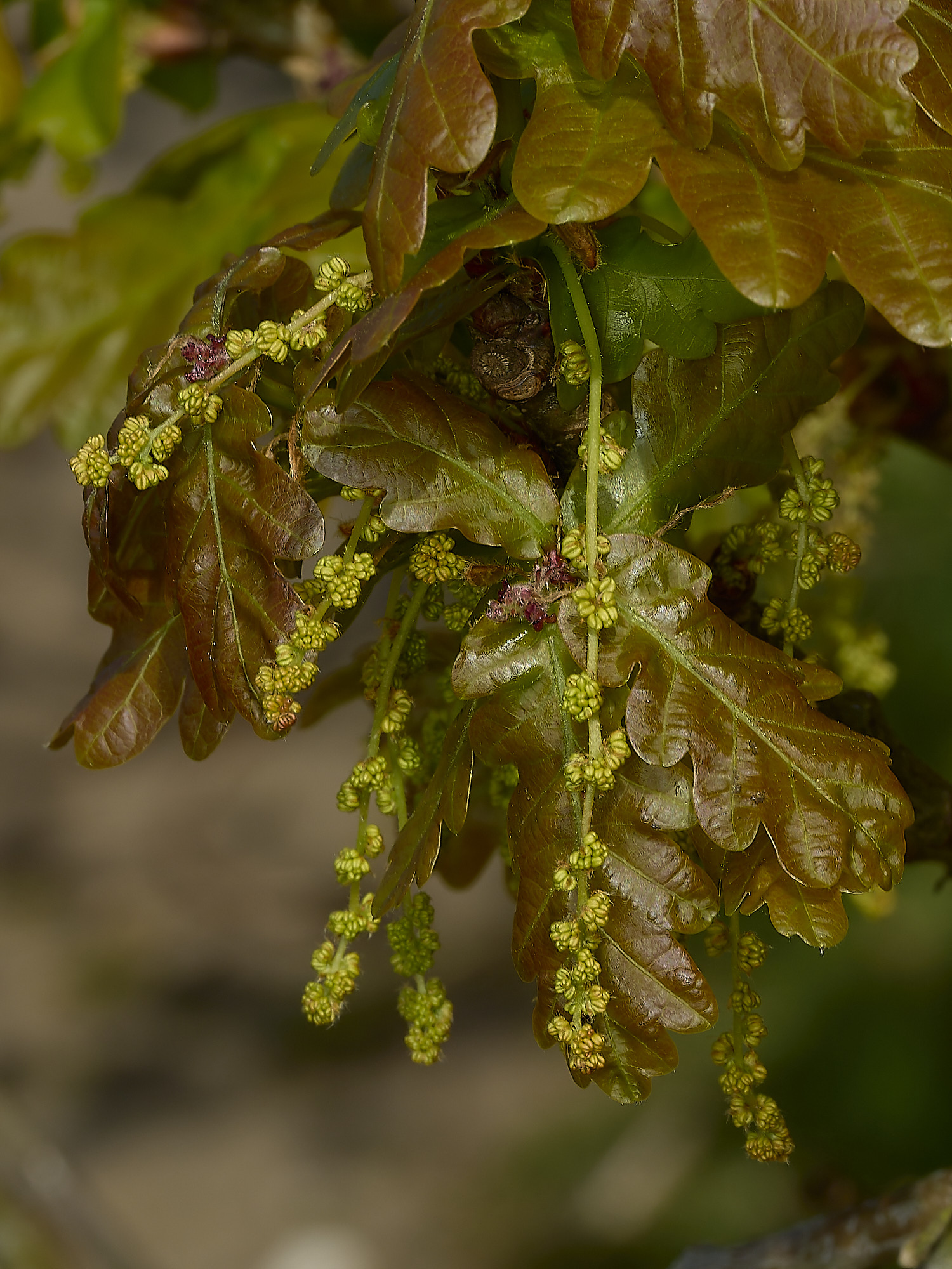 BeestonOak250426-2