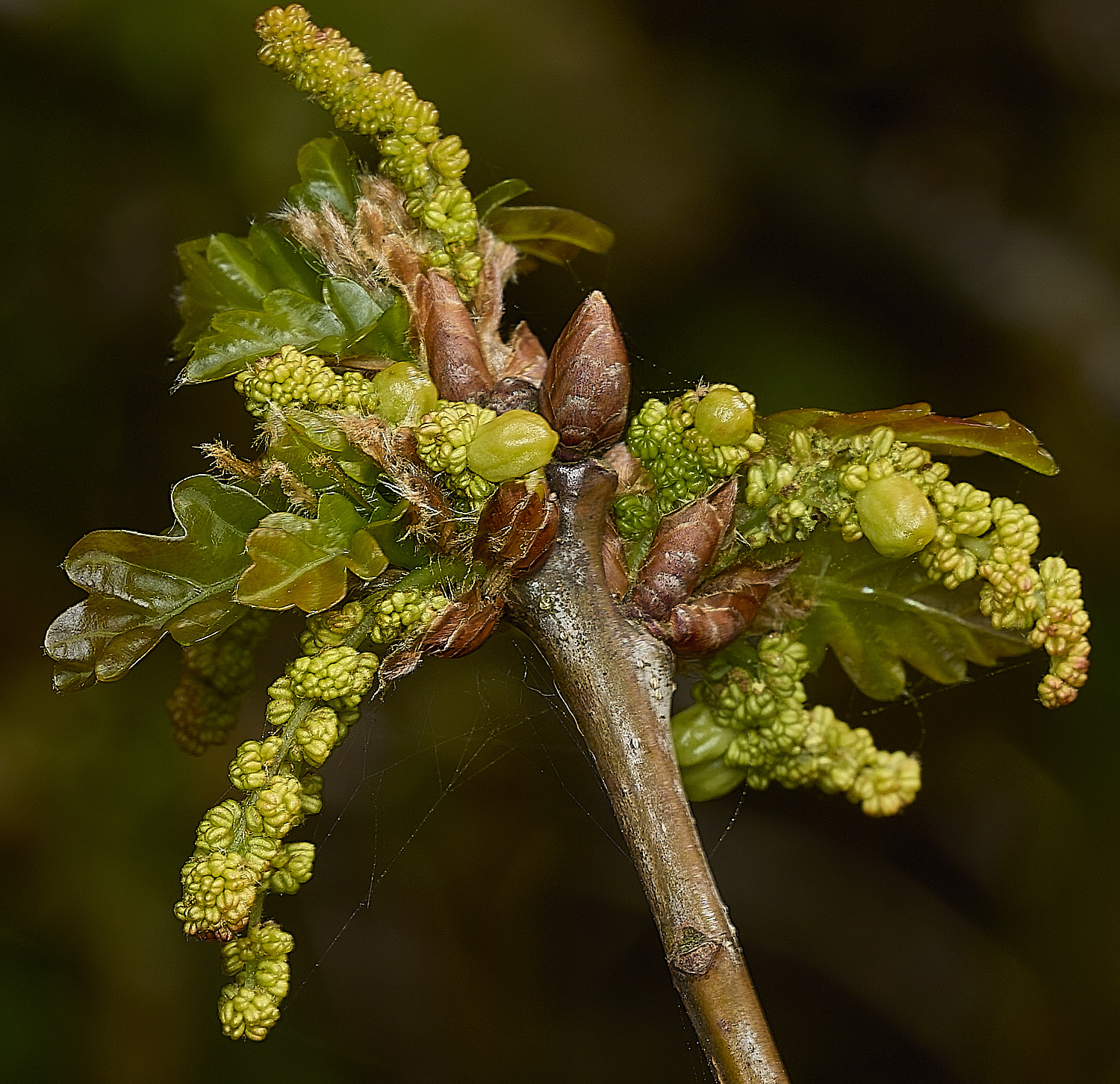 BeestonOak250426-3