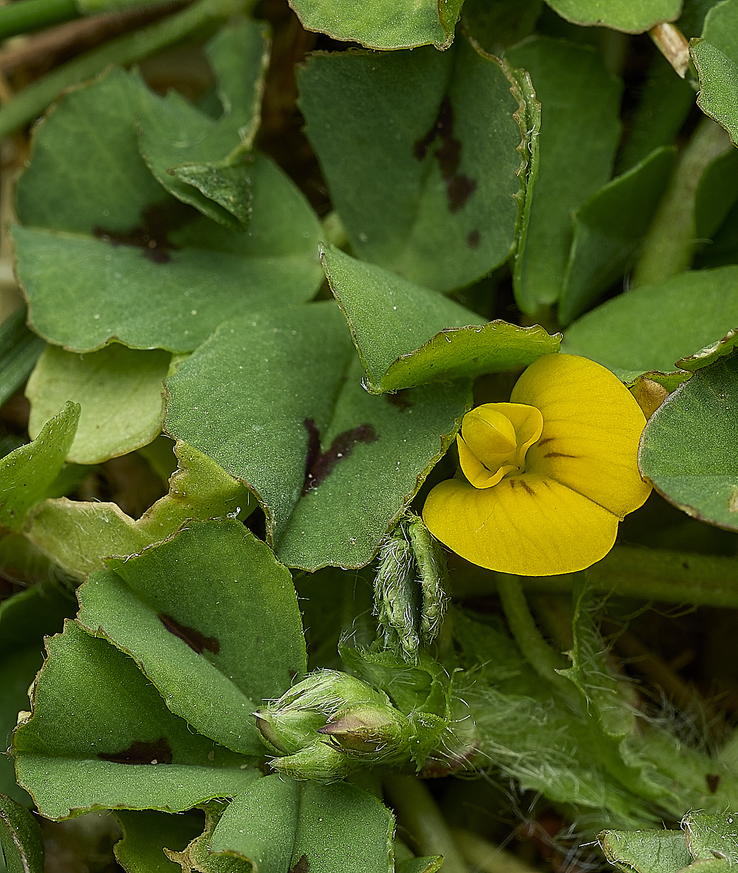 BeestonSpottedMedick260426-1