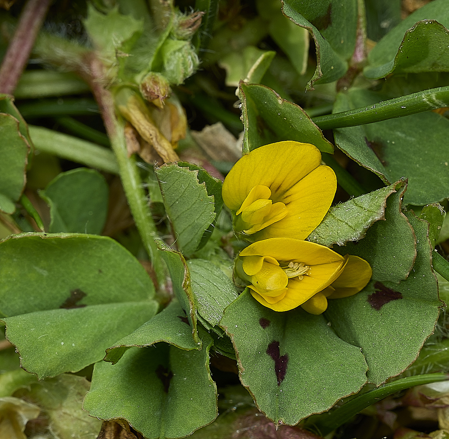 BeestonSpottedMedick260426-2