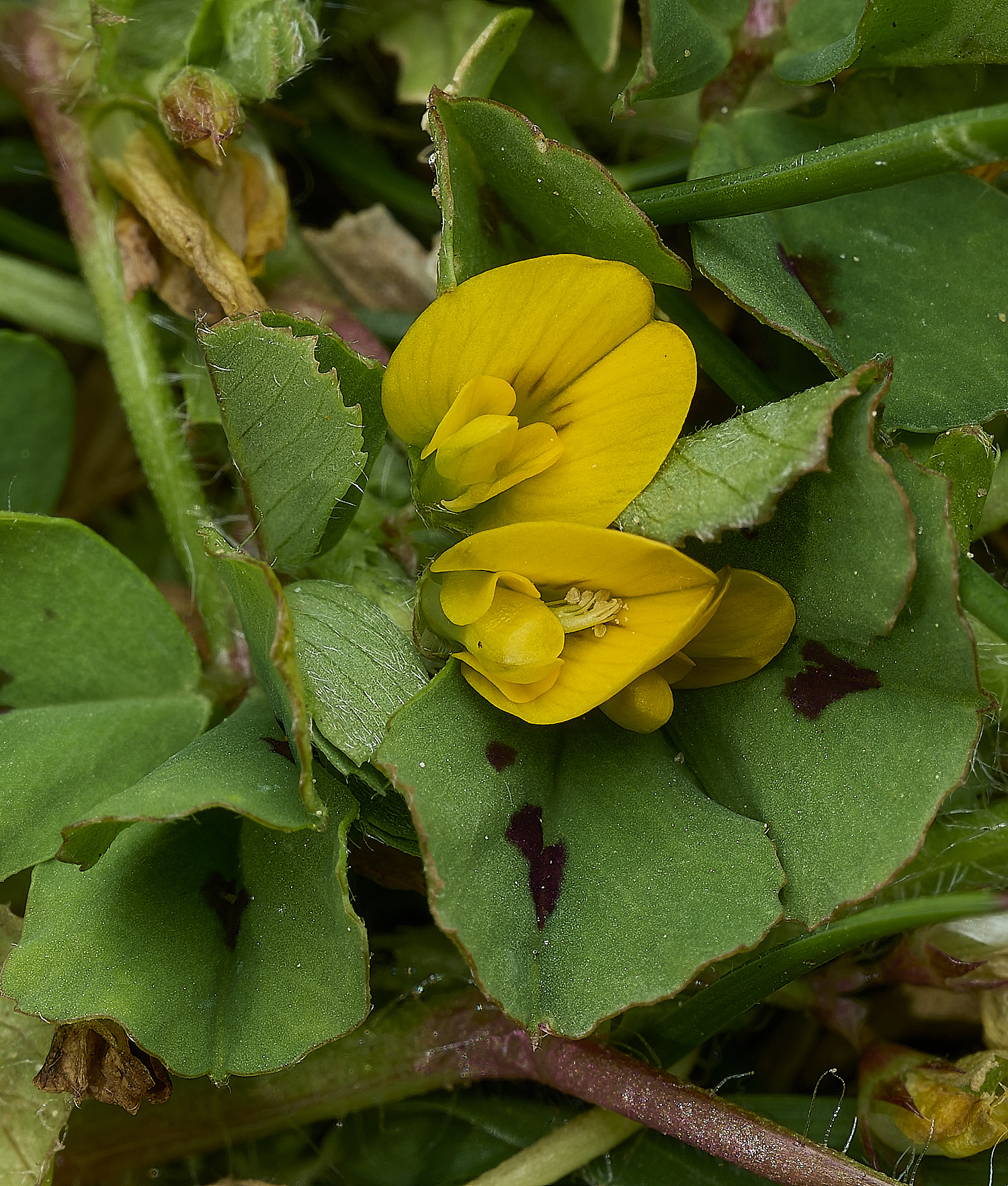 BeestonSpottedMedick260426-3