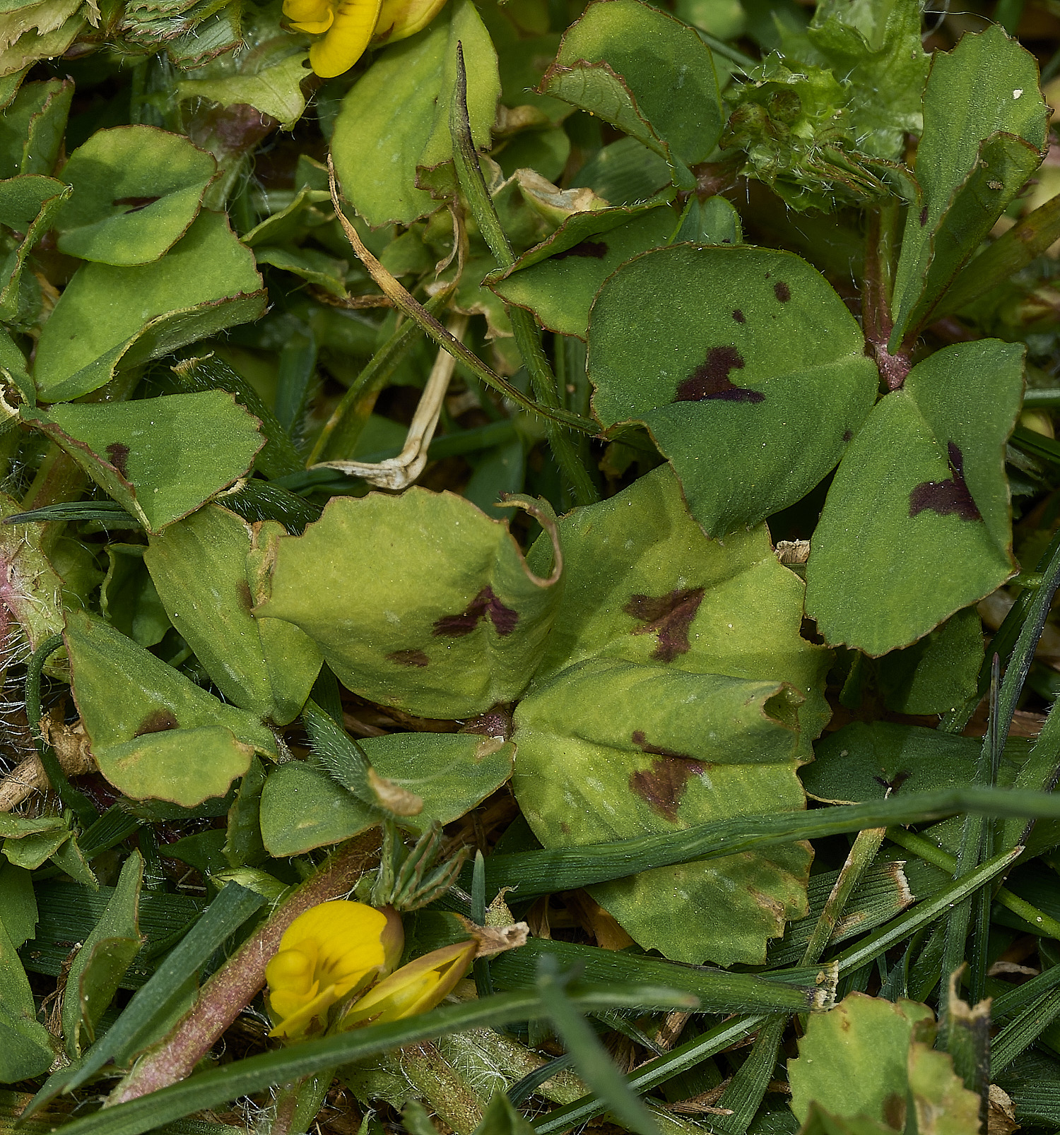 BeestonSpottedMedick260426-4