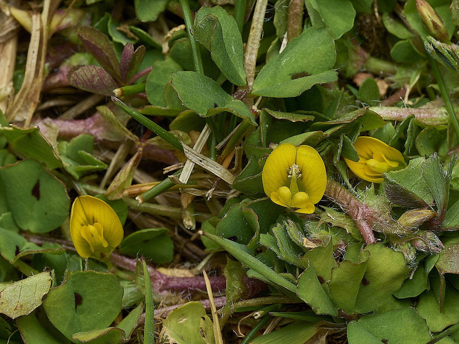 BeestonSpottedMedick260426-5