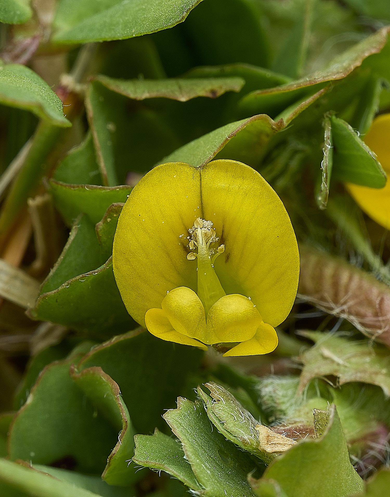 BeestonSpottedMedick260426-6
