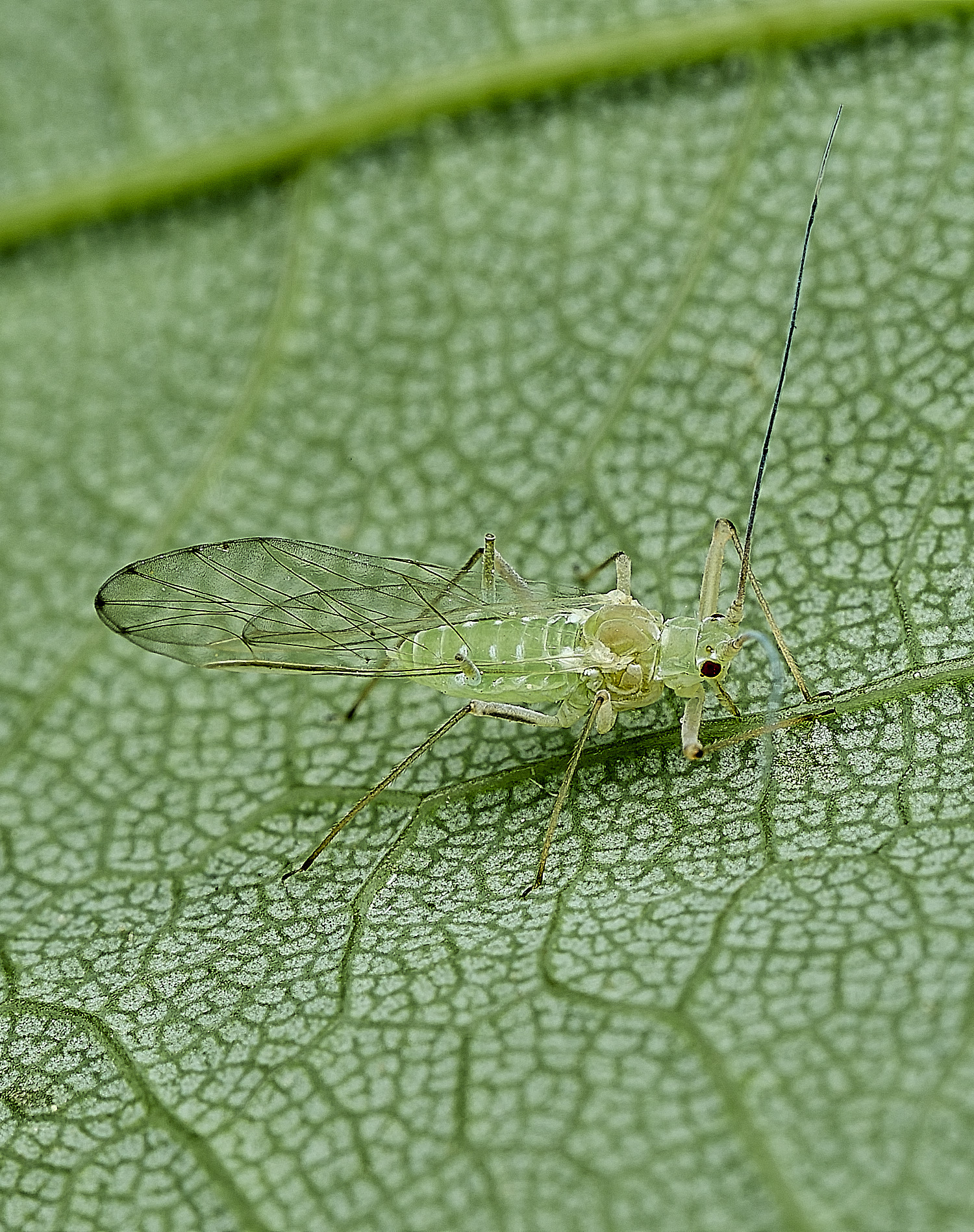BeestonSycamoreAphid010626-1
