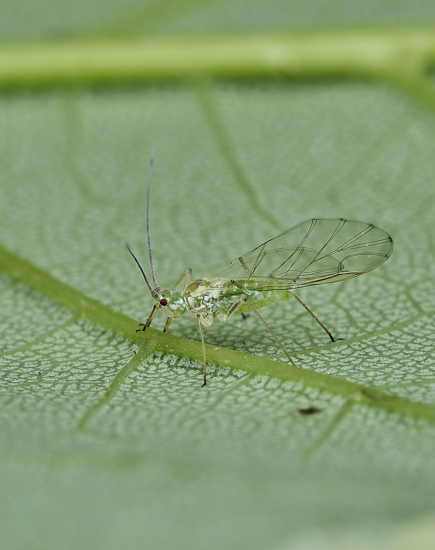 BeestonSycamoreAphid010626-2