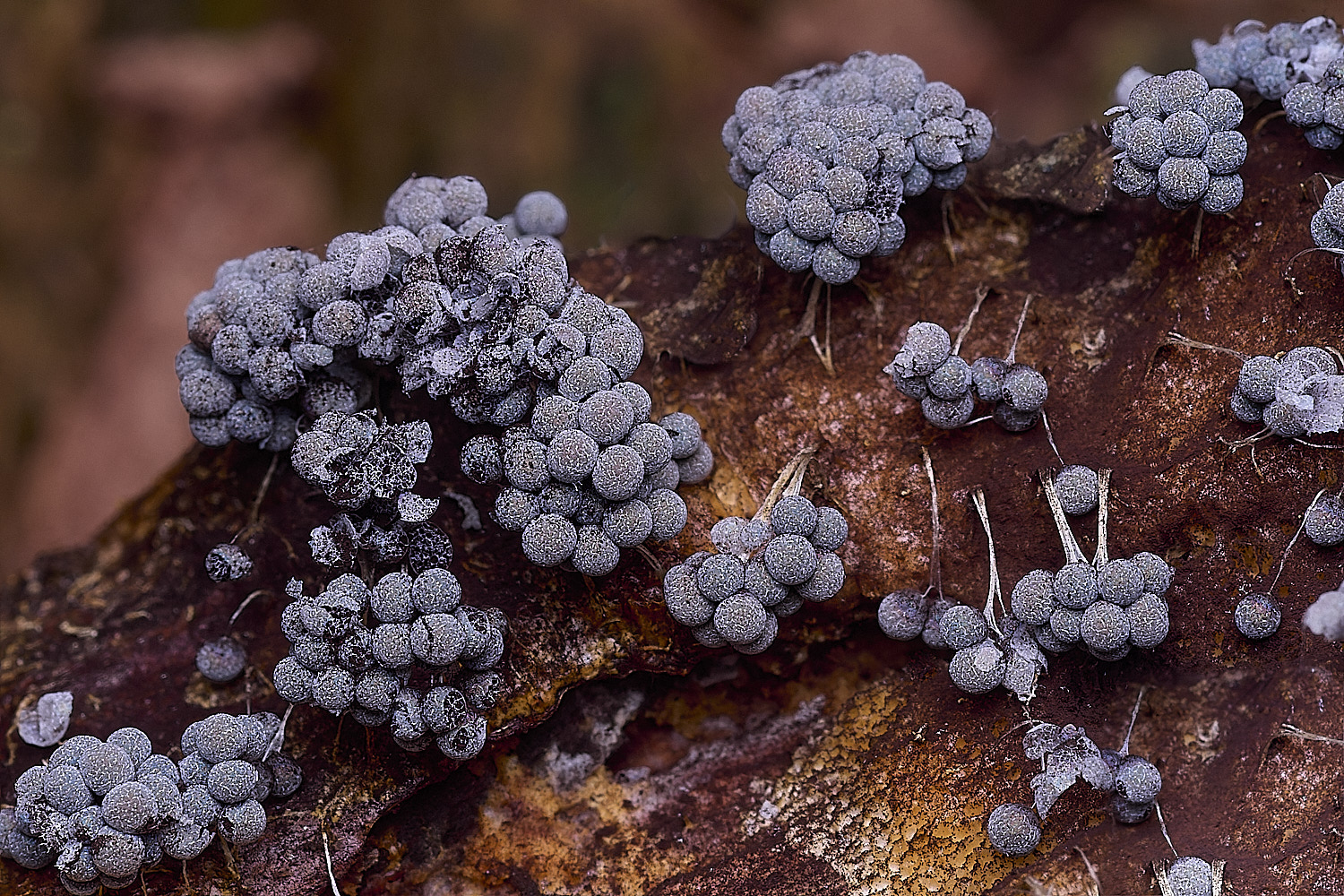 BlicklingBadhamiautricularis040326-2