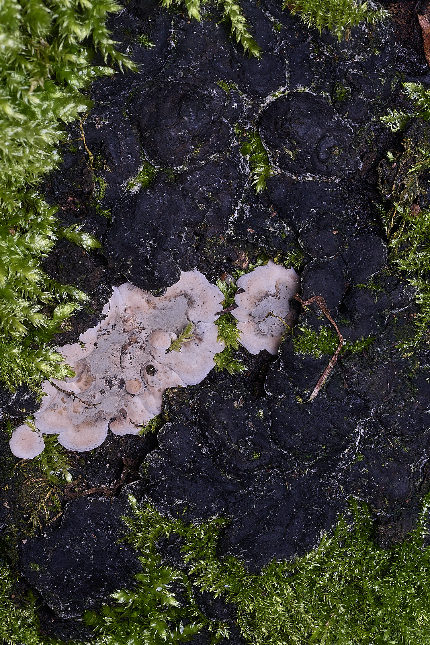 BlicklingBrittleCinder040326-1