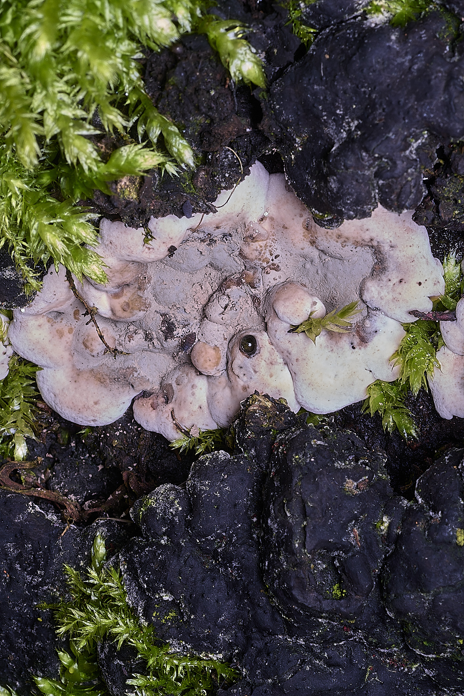 BlicklingBrittleCinder040326-2