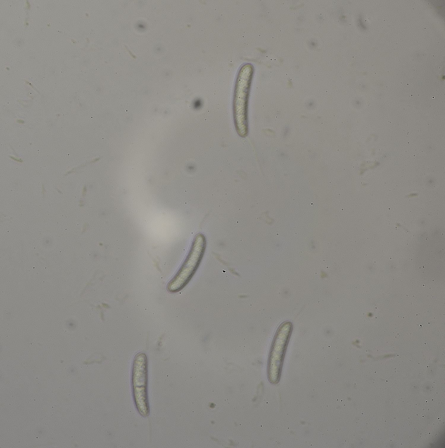 BlicklingCacumisporumcapitulatum040326-2