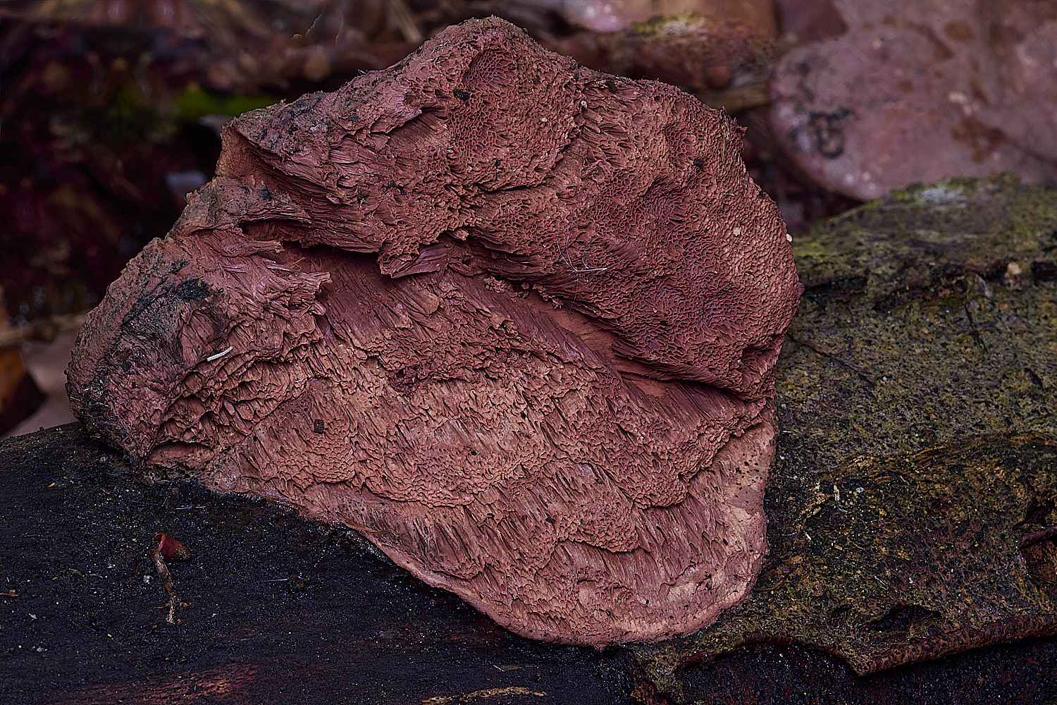 BlicklingCinnamonbracket040326-1