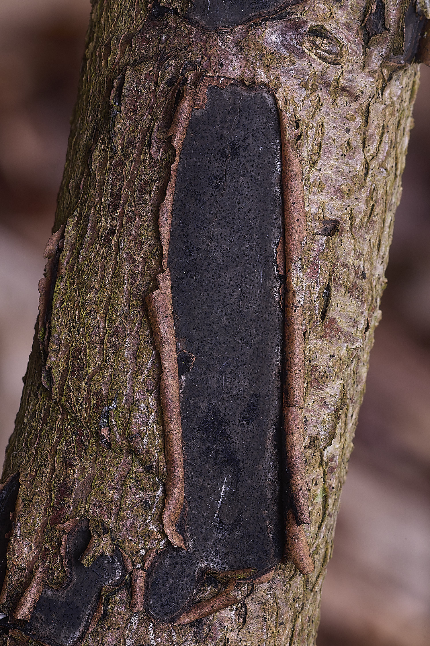 BlicklingCommonTarCrust040326-1