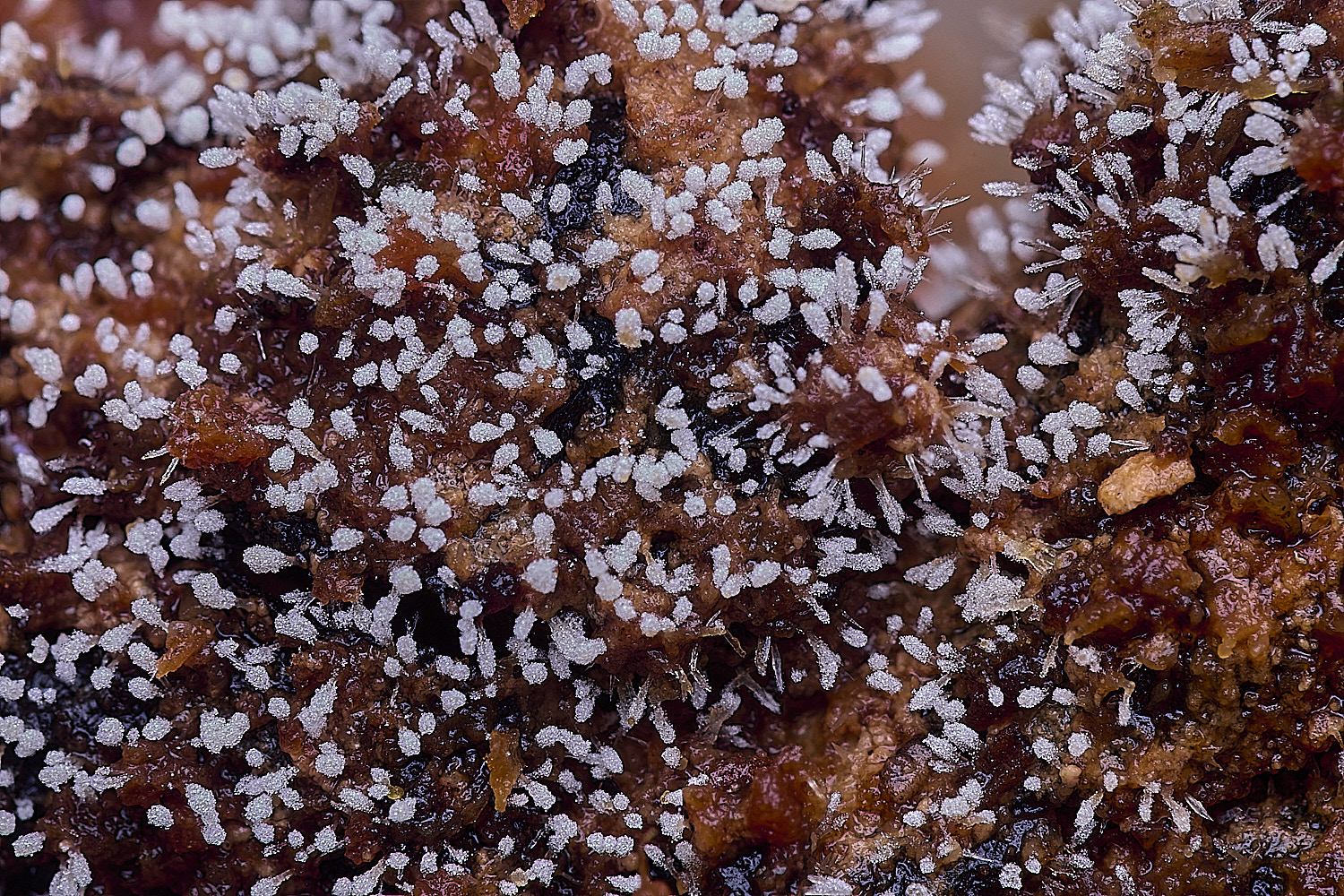 BlicklingDendrosilbella040326-1