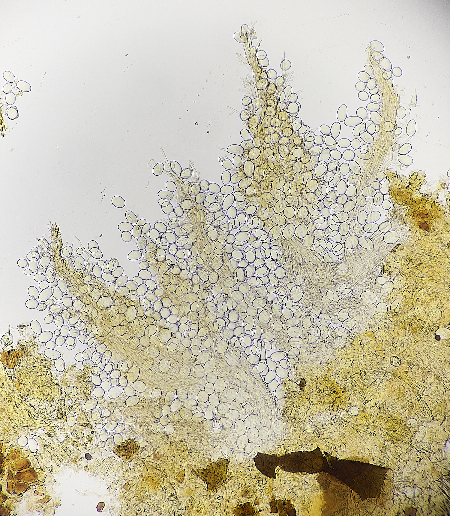 BlicklingDendrostilbella040326-3