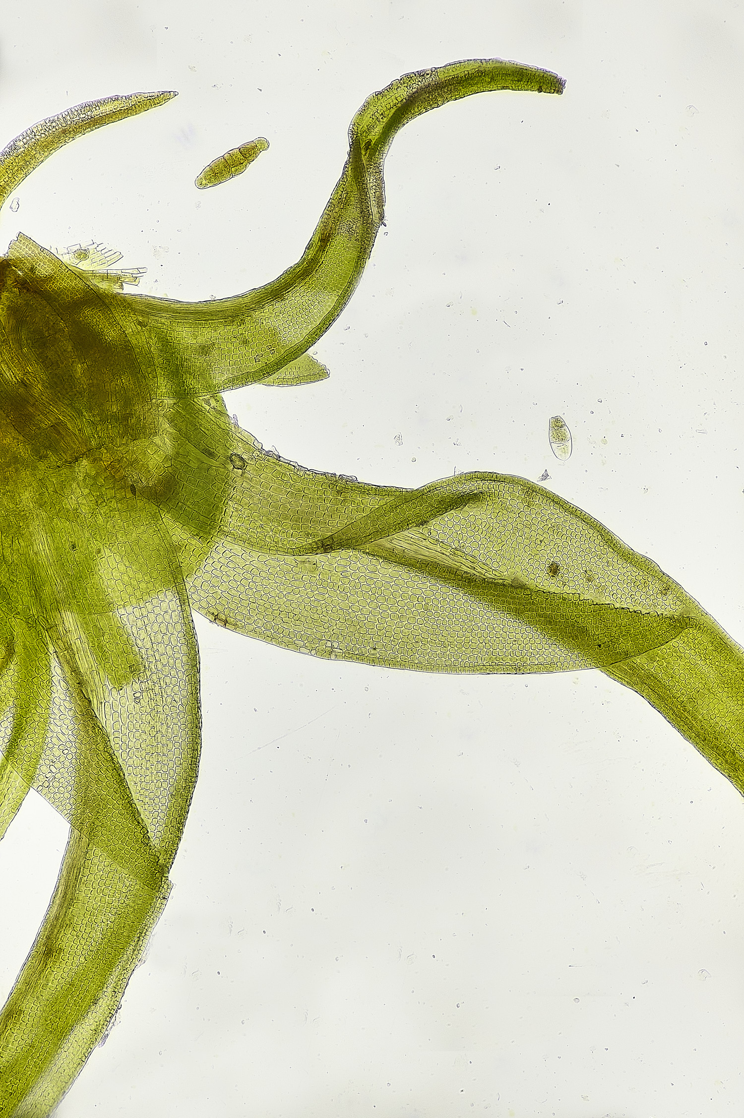 BlicklingDidymodoninsulanus040326-1