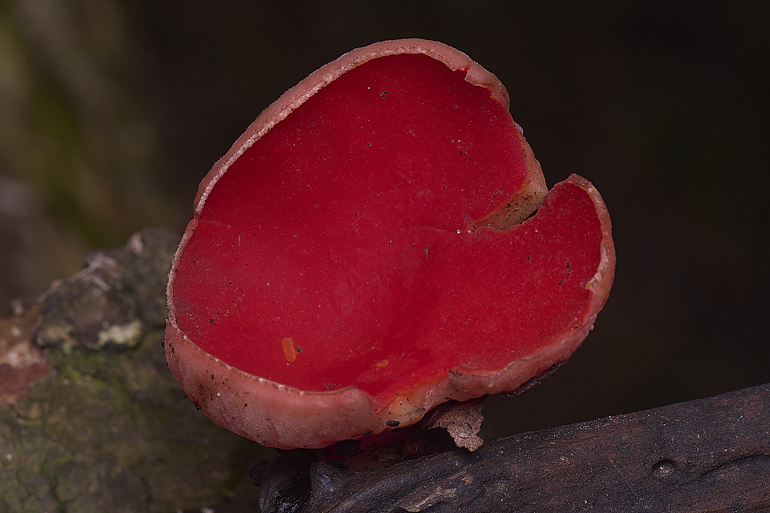 BlicklingElfCup040326-1