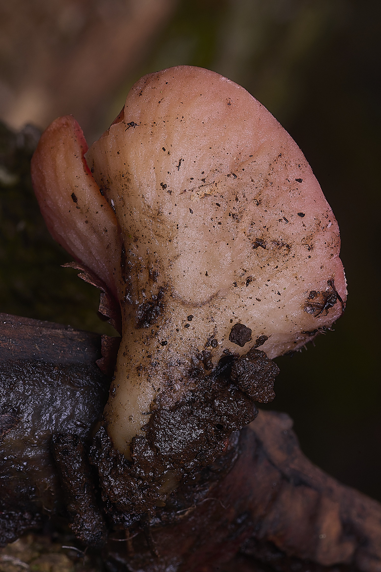 BlicklingElfCup040326-2