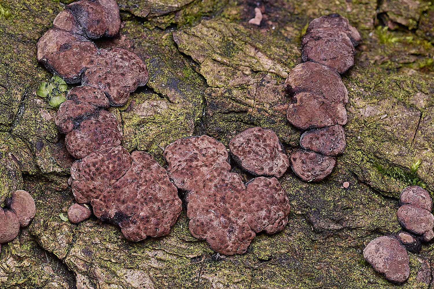 BlicklingHypocrea040326-2