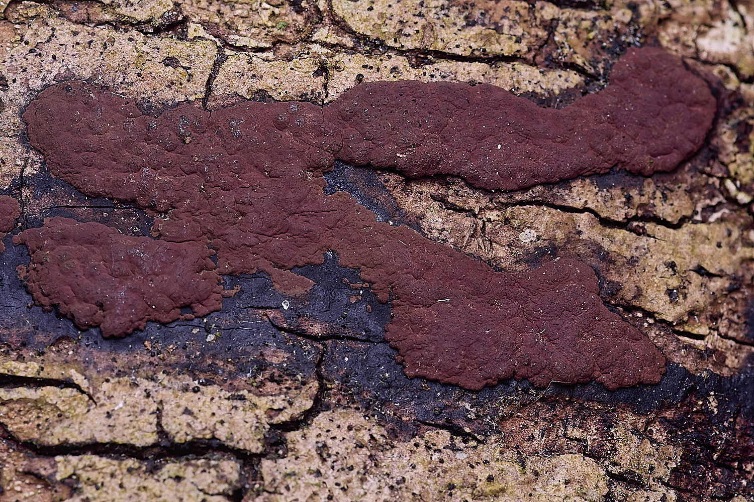 BlicklingHypoxylonpetriniae040326-3