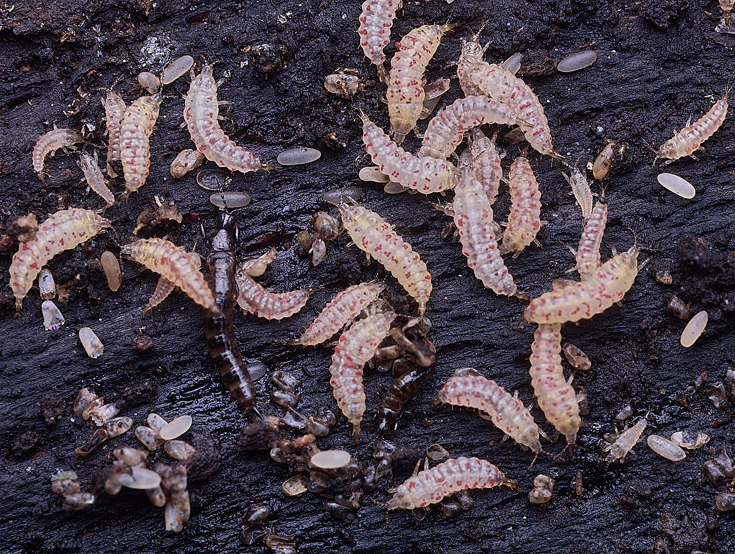 BlicklingLarva?040326-3