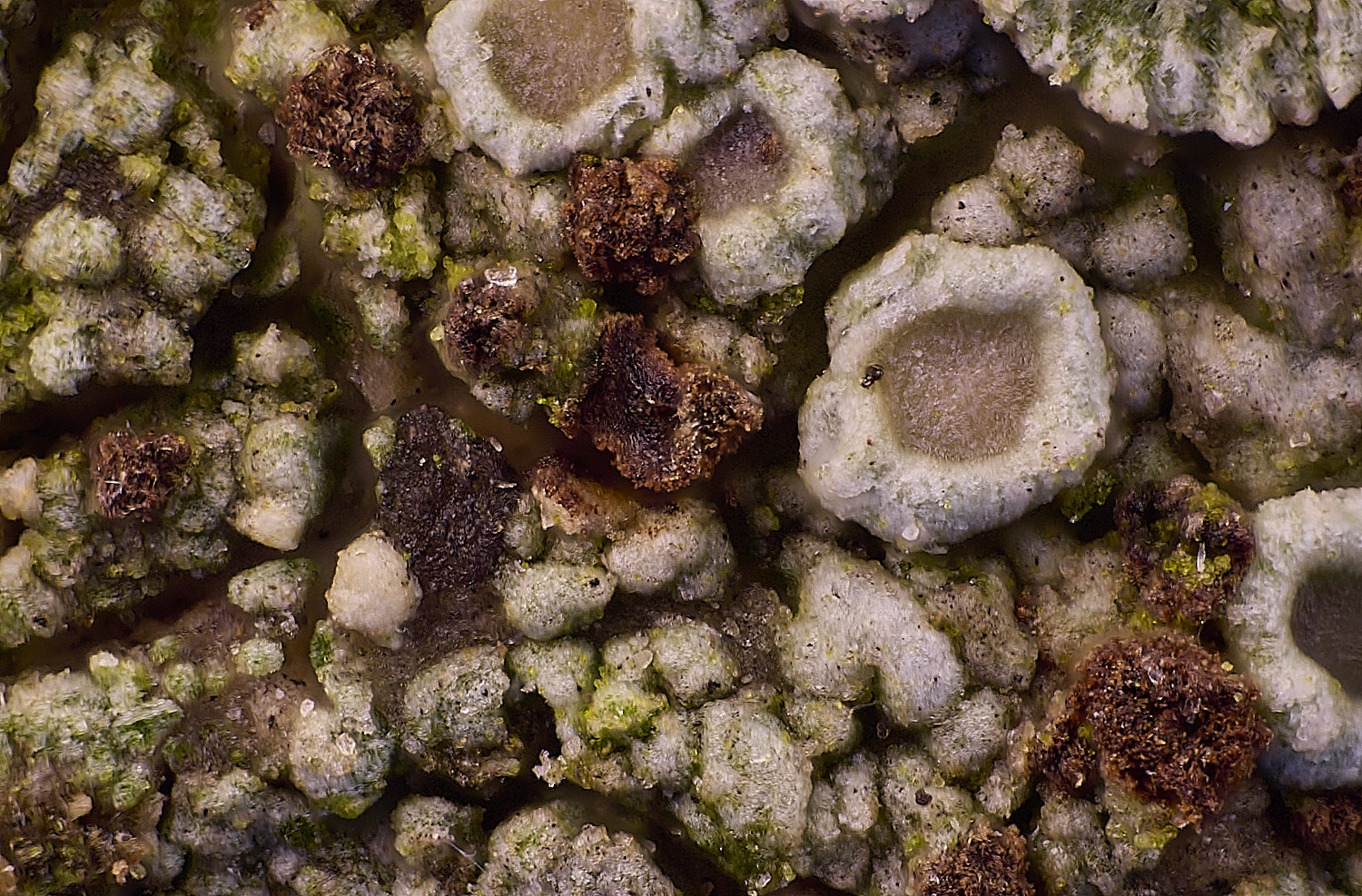 BlicklingLFLecanorahybocarpa040326-2