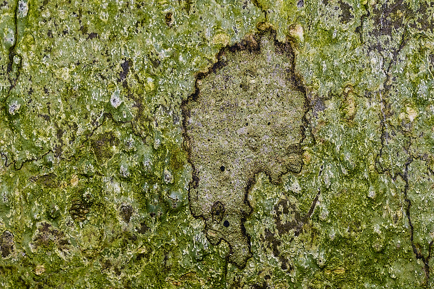 BlicklingLichenSp040326-2