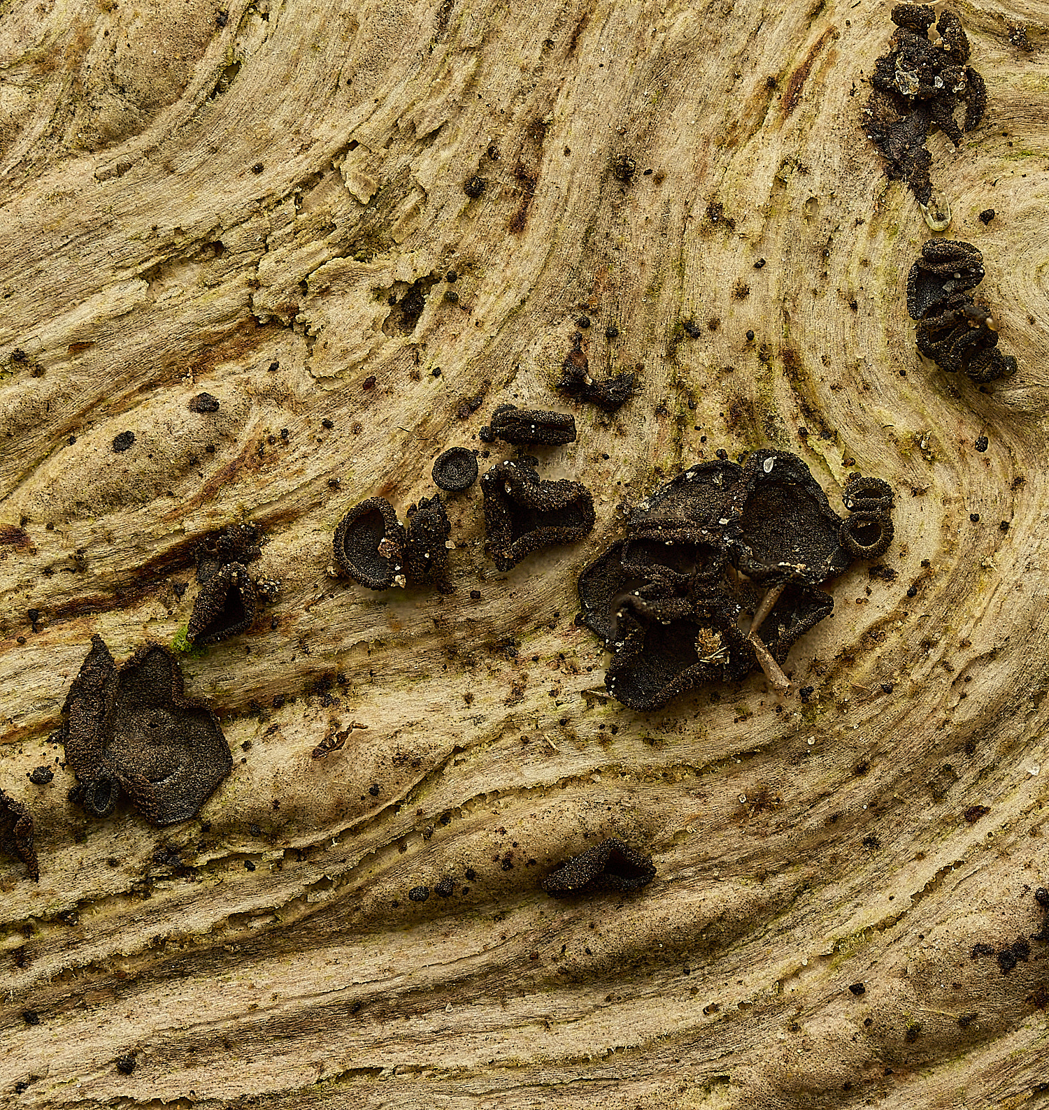 BlicklingMollisialigni040326-3