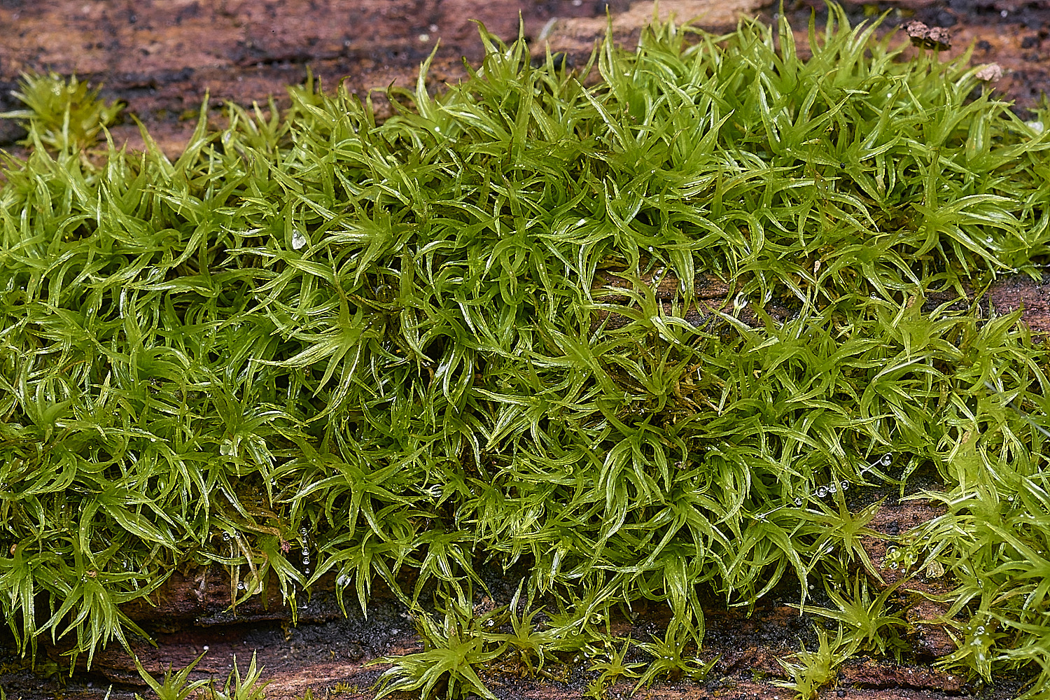 BlicklingMossSp040326-1