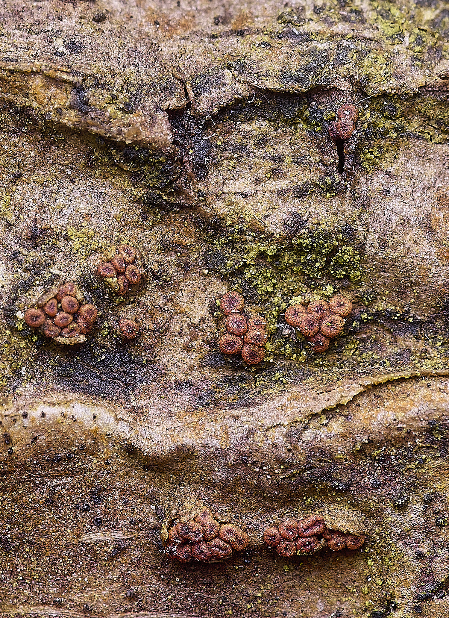 BlicklingNectriaIvy040326-2