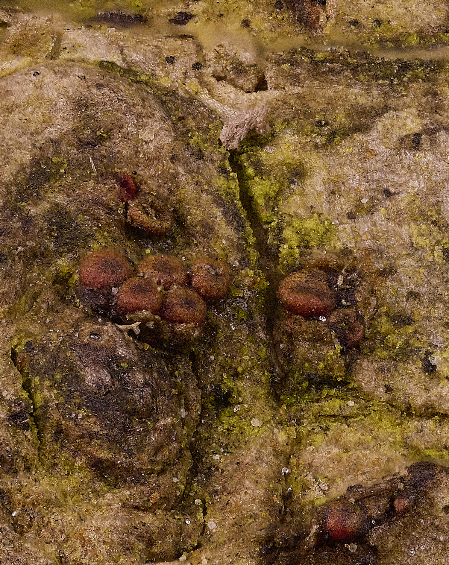 BlicklingNectriaIvy040326-6