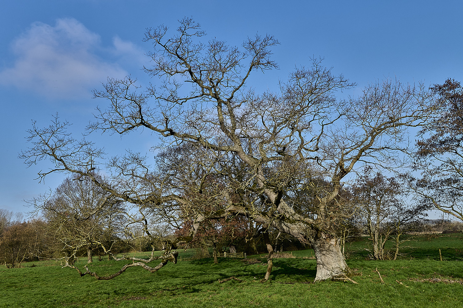 BlicklingOak040326-1