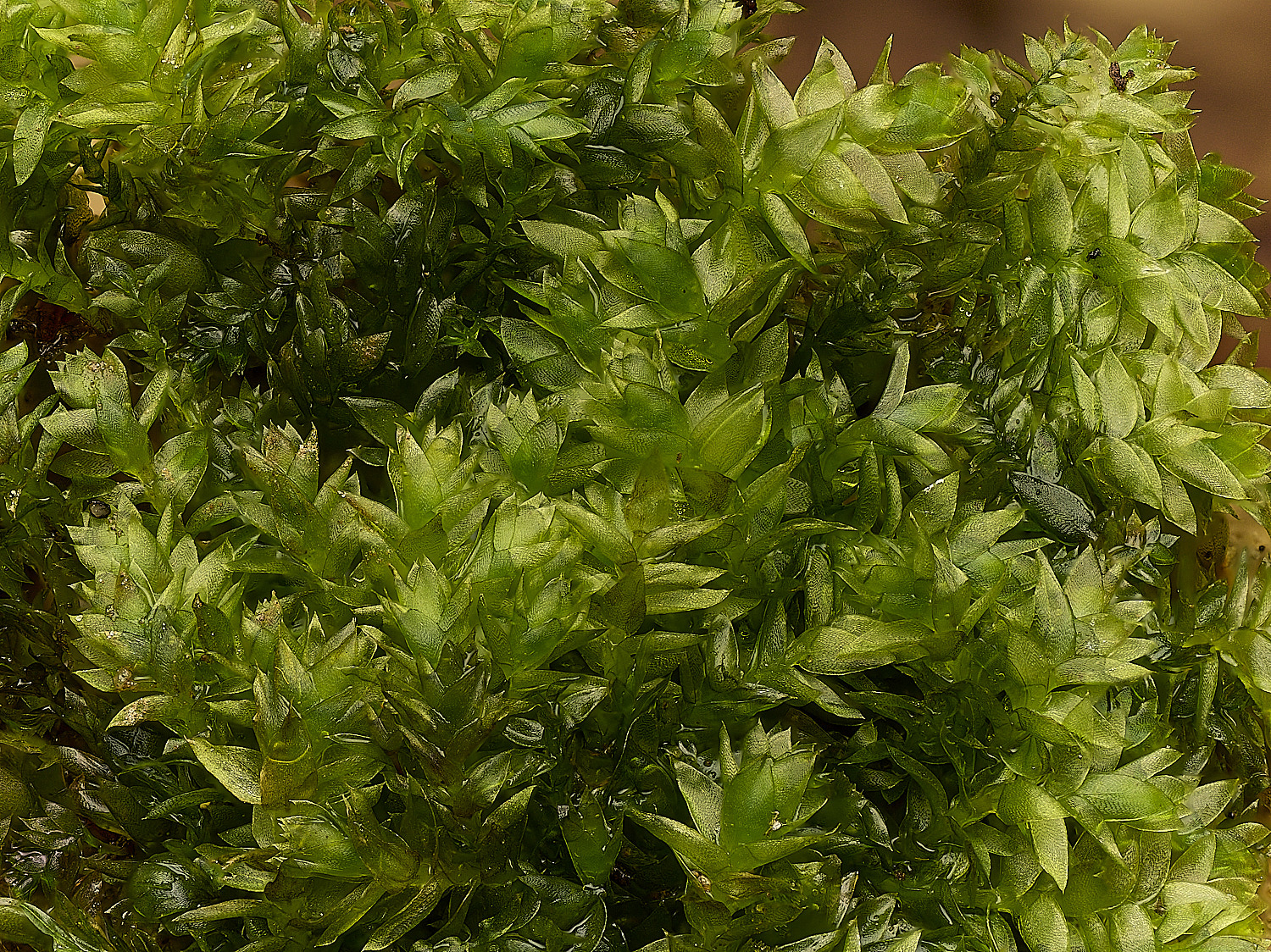 BlicklingPlagiothecium040326-1