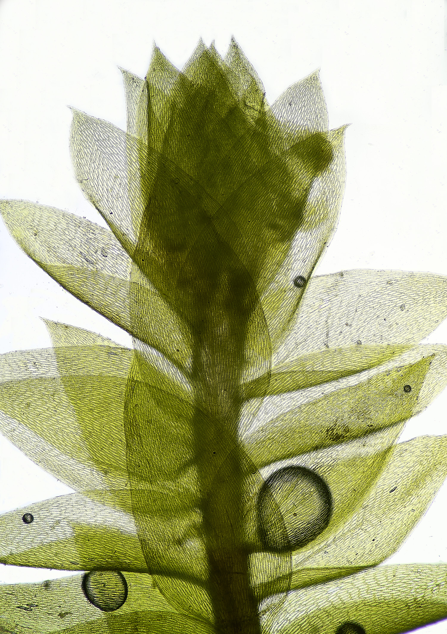 BlicklingPlagiothecium040326-3