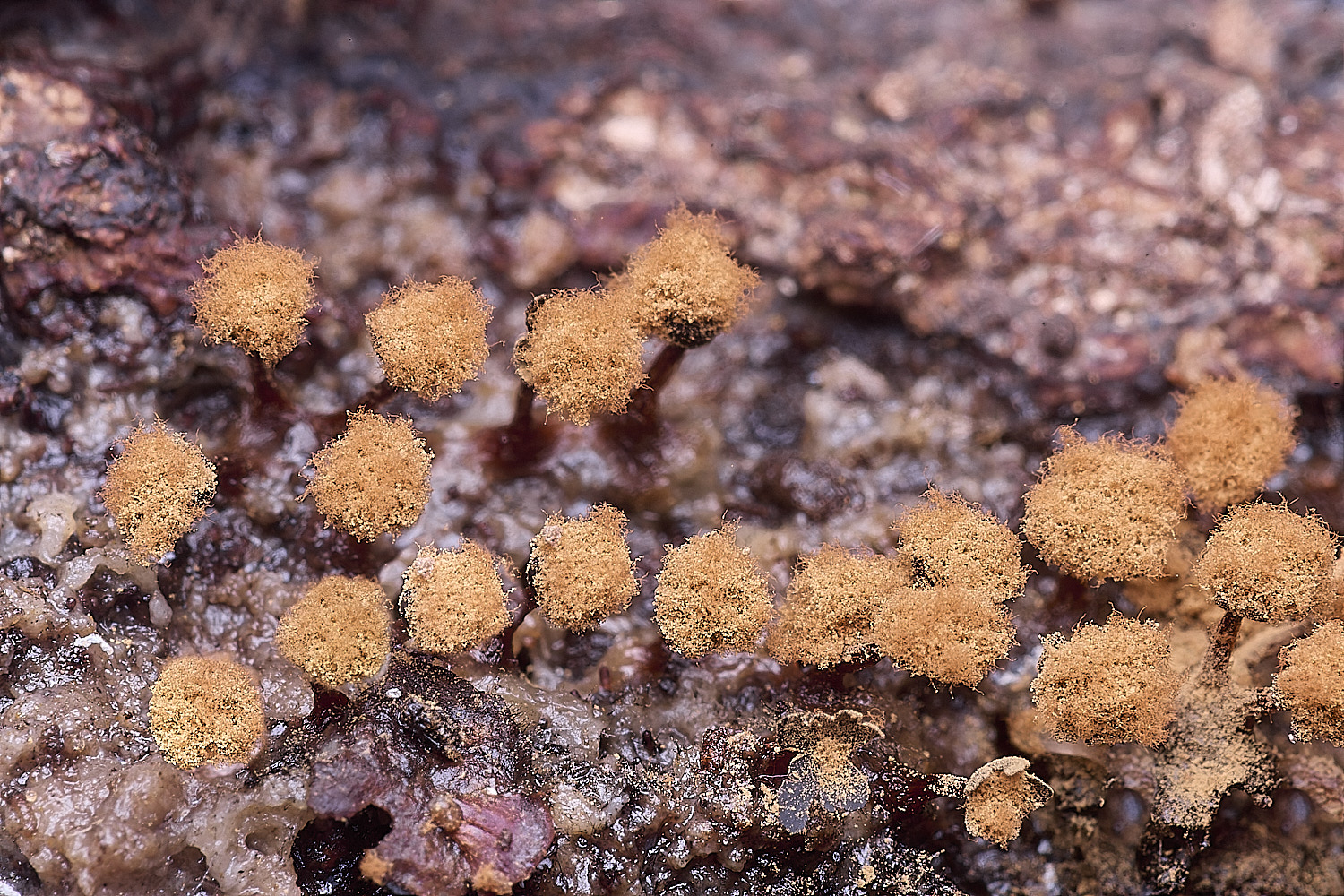 BlicklingSlimeMold1040326-3