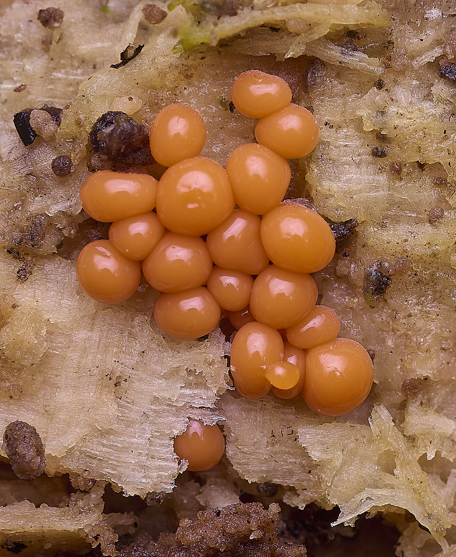 BlicklingSlimeMold2040326-1