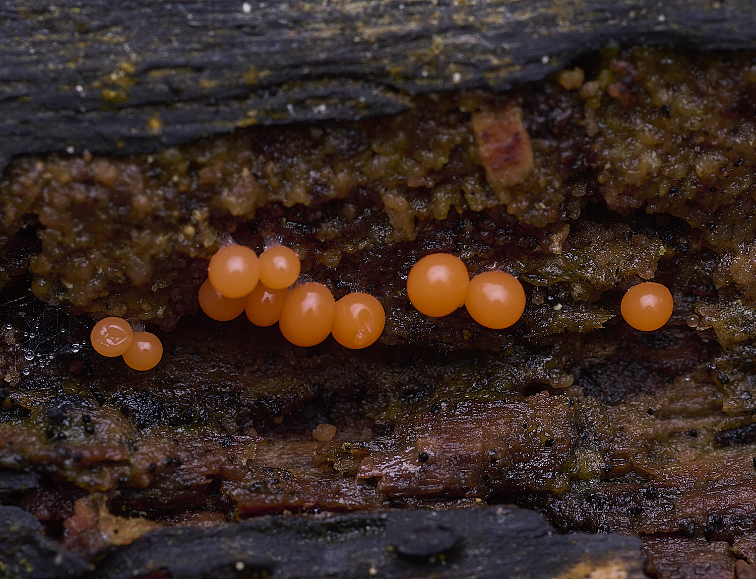 BlicklingSlimeMold2040326-3