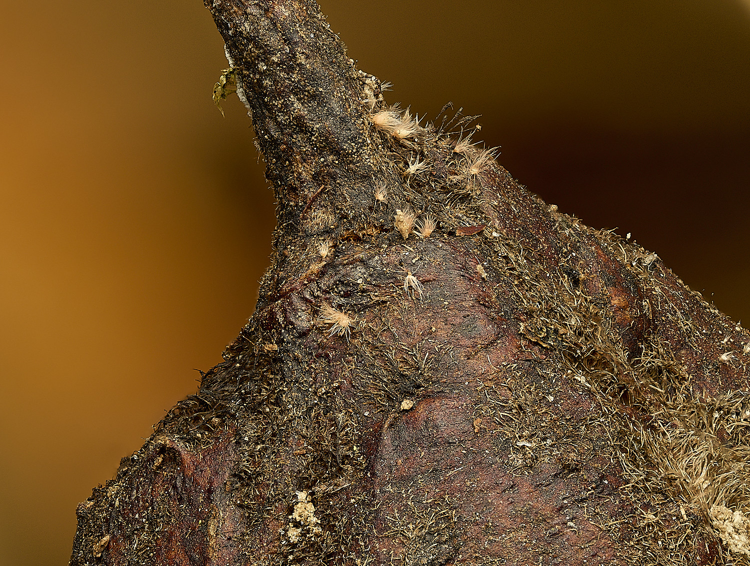 BlicklingSpiderFungus040326-1