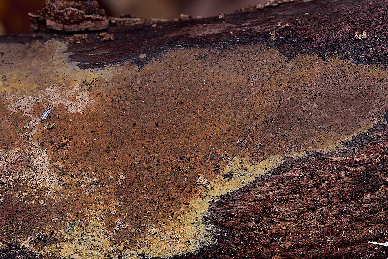 BlicklingTomentella?Hyphomycete040326-1