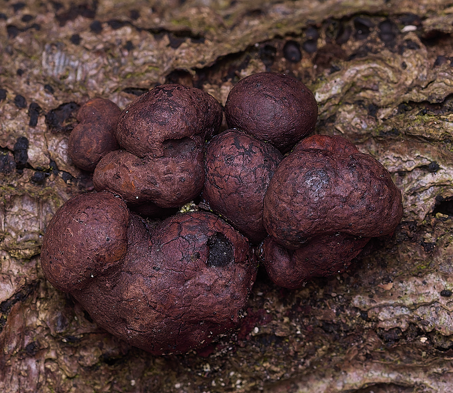 BlicklingWoodwart040326-1