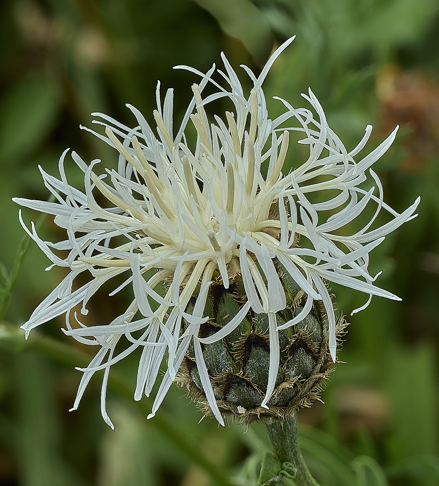 BrecksGreaterKnapweed080726-2
