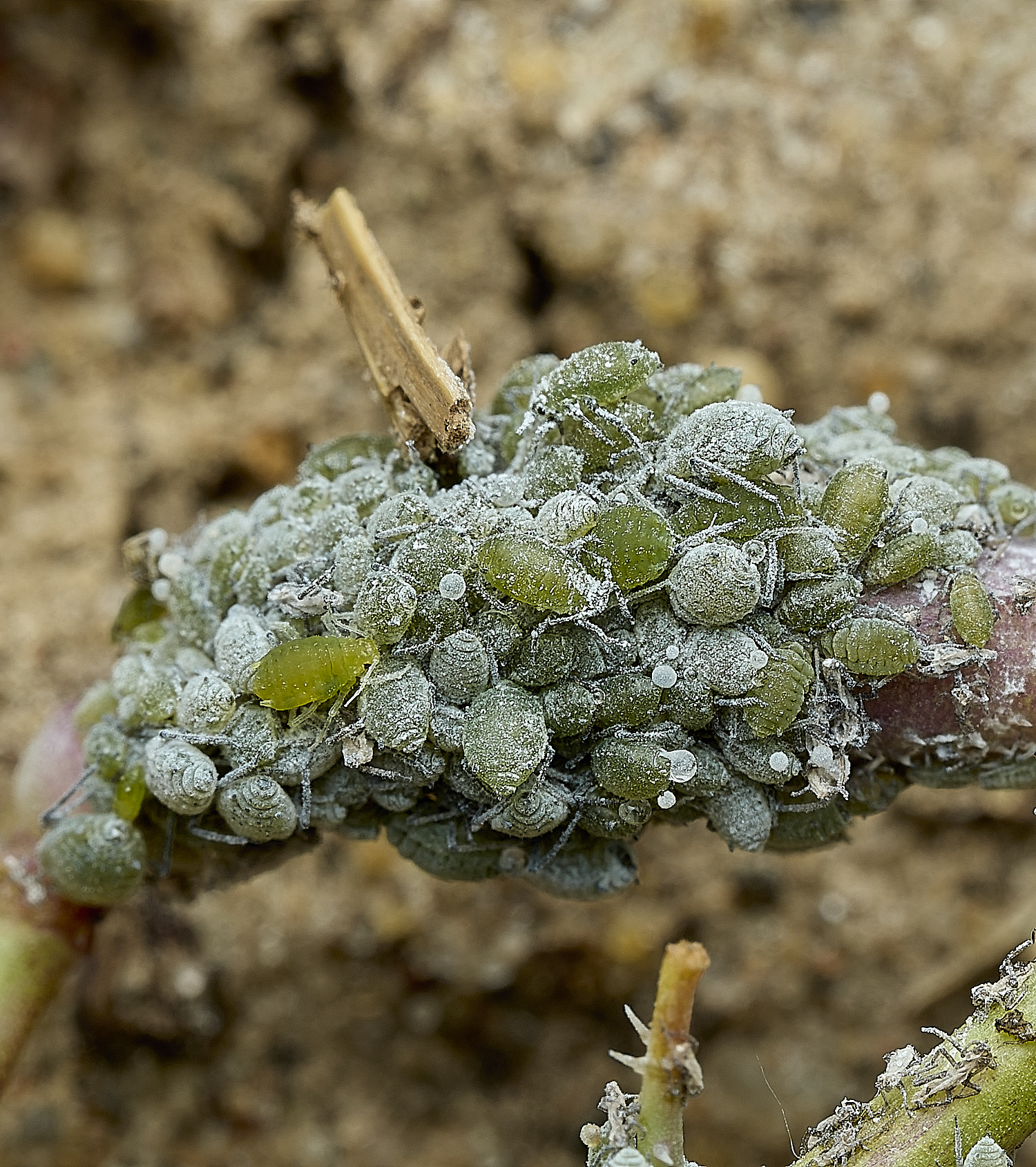 BurghCommonAphids131126-3