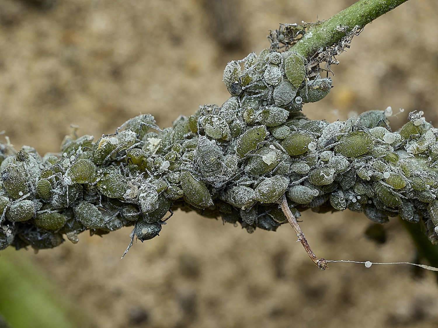 BurghCommonAphids131126-4