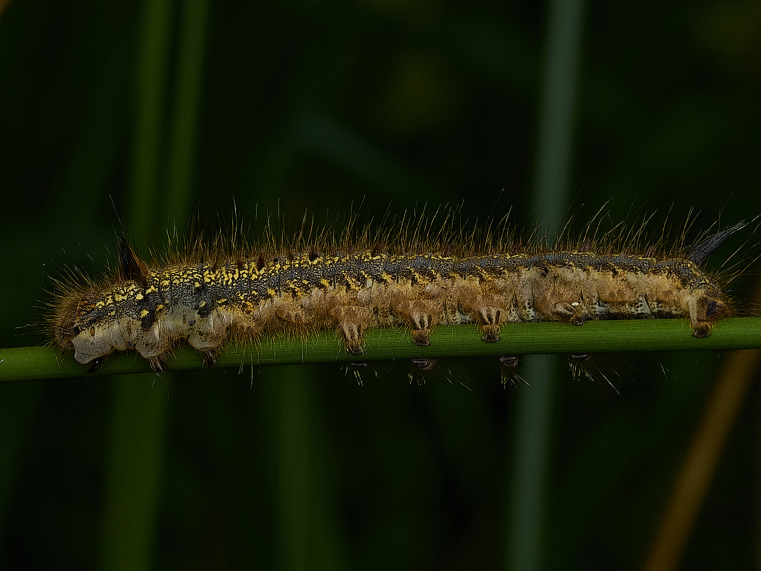 BurghCommonCaterpillar130626