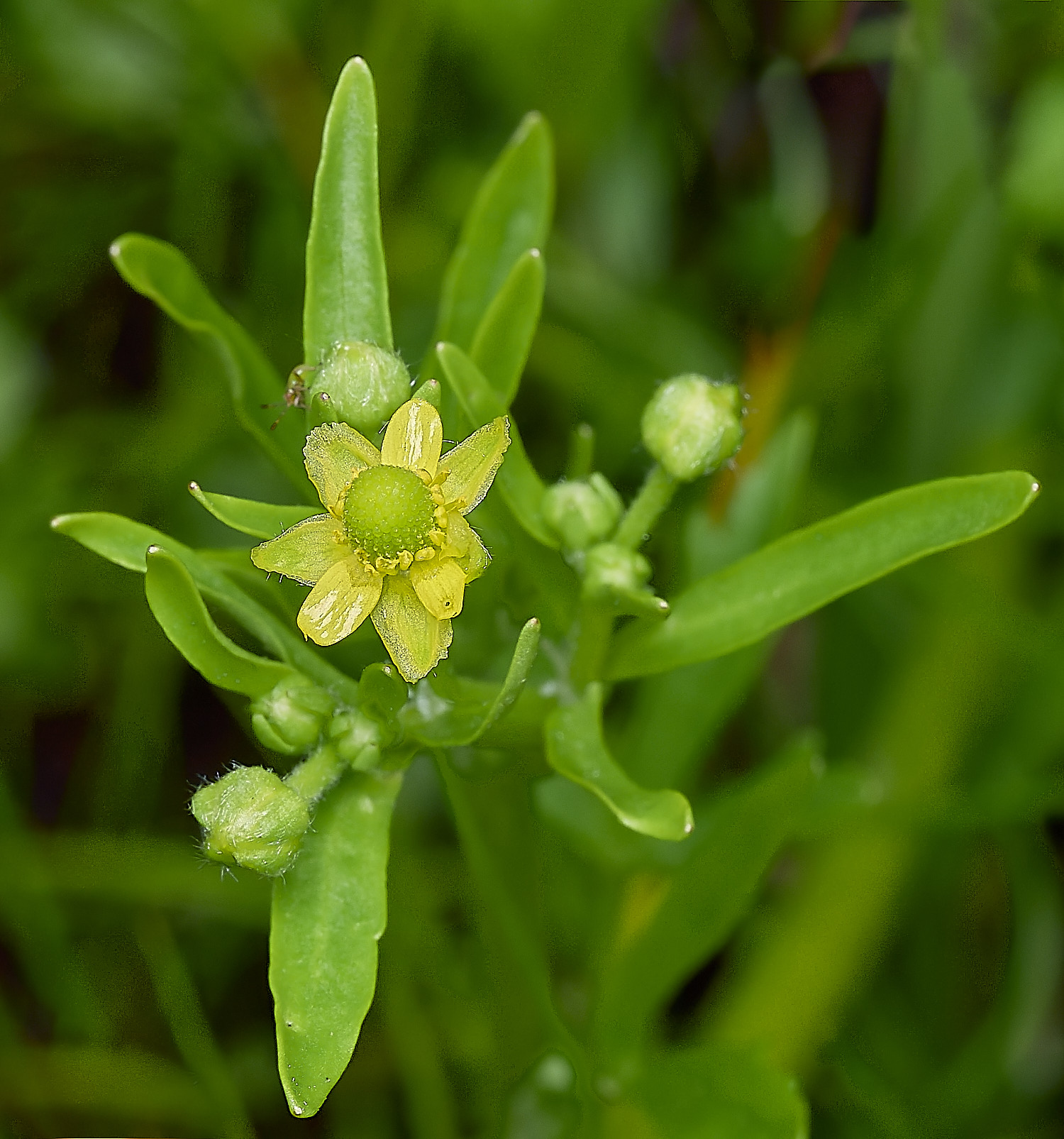 BurghCommonCelery-leeavedButtercup130626-3