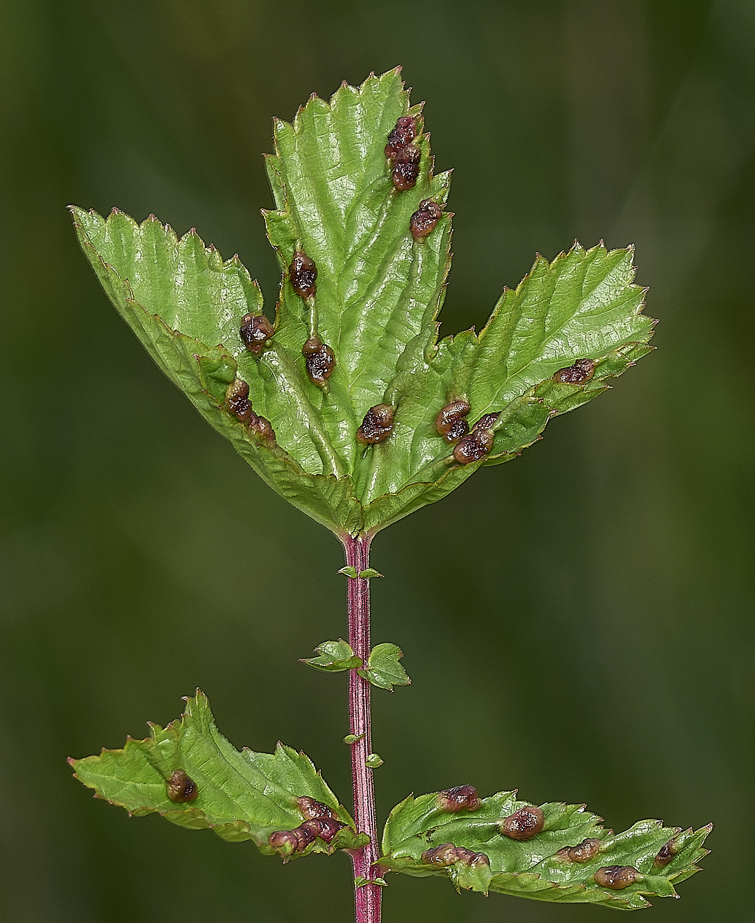 BurghCommonFilipendulaumlmaria130626-1