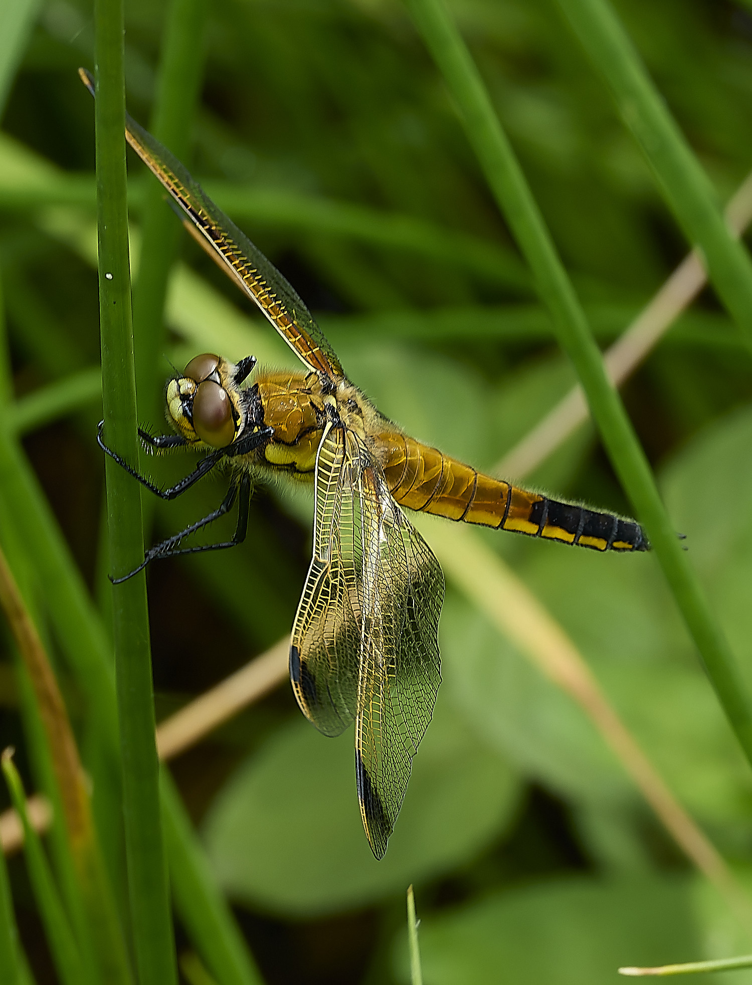 BurghCommonFourSpotChaser130626-1