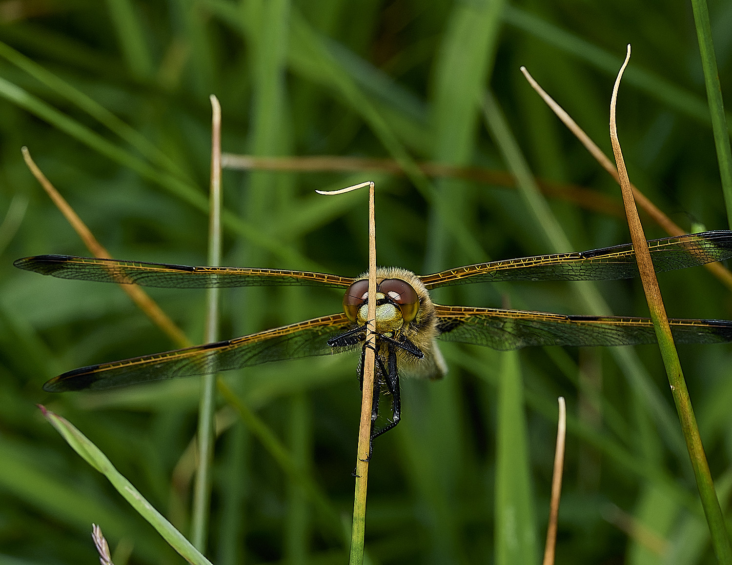BurghCommonFourSpotChaser130626-2